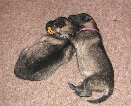 Bonny & Donatus
